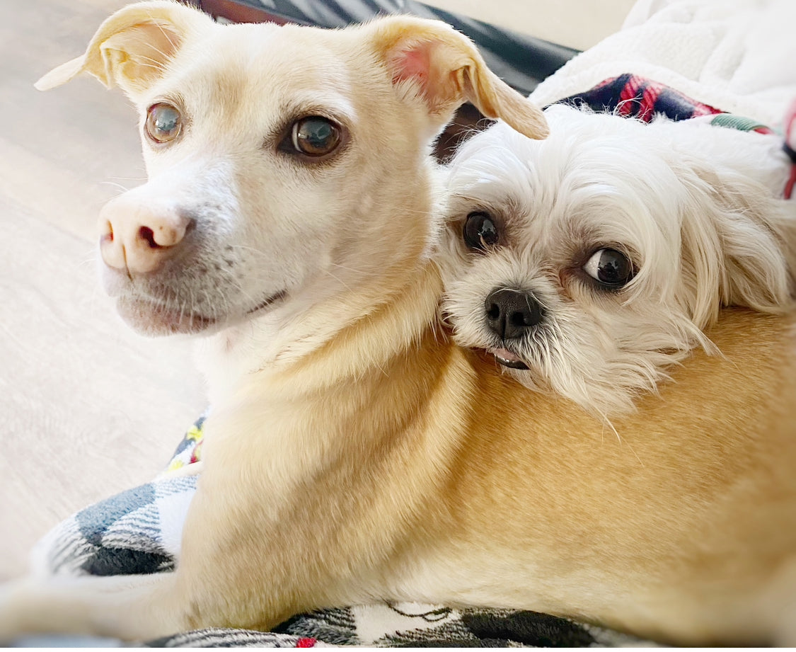 Non-toxic Pet Cleaner, Sanitizer and deodorizer